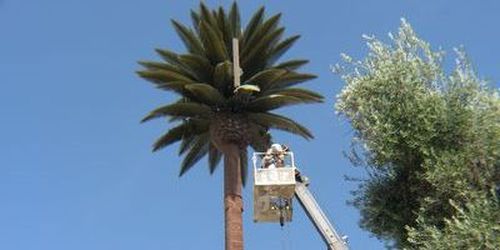 Fake Palm Tree Cell Tower